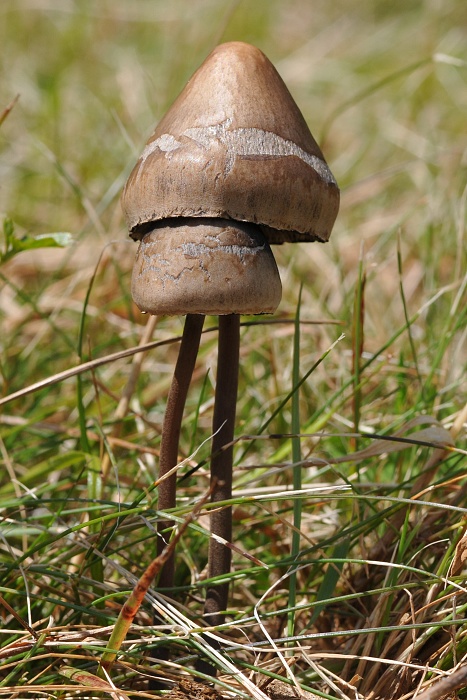 zvonovec obyčajný Panaeolus papilionaceus (Bull.) Quél.