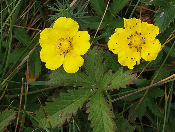 nátržník plazivý Potentilla reptans L.