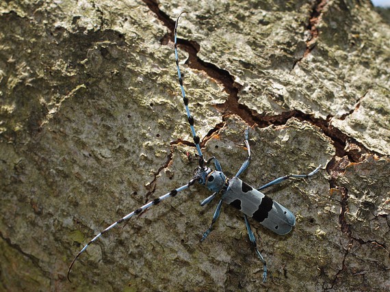 fúzač alpský Rosalia alpina