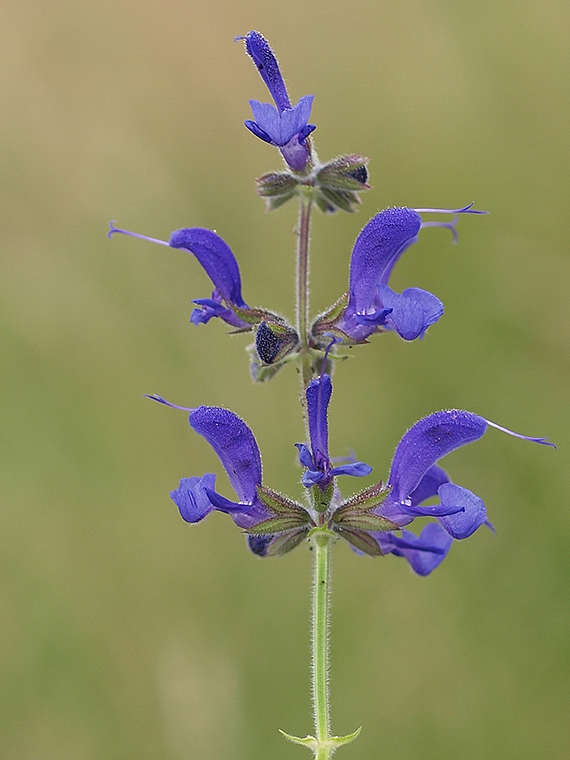 šalvia lúčna Salvia pratensis L.