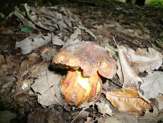 hrib zrnitohlúbikový Sutorius luridiformis (Rostk.) G. Wu & Zhu L. Yang