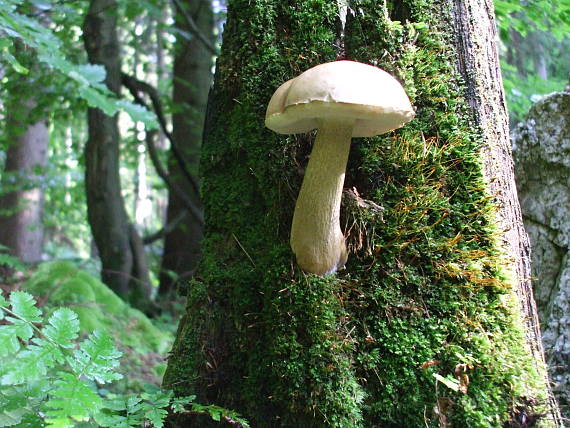 podhríb žlčový Tylopilus felleus (Bull.) P. Karst.