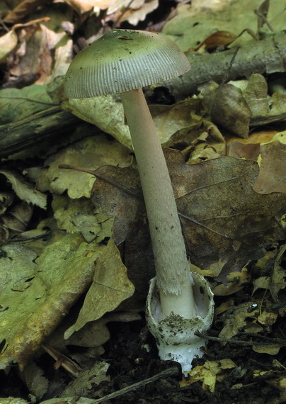 muchotrávka Amanita sp.