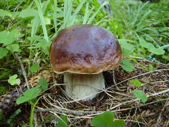 hríb smrekový Boletus edulis Bull.