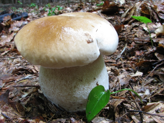 hríb smrekový Boletus edulis Bull.