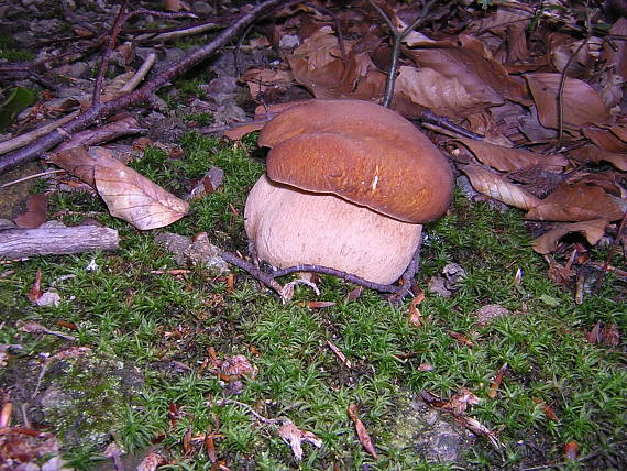 hríb dubový Boletus reticulatus Schaeff.