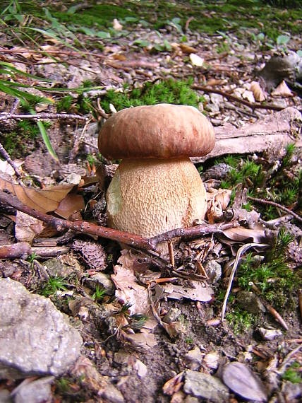 hríb dubový Boletus reticulatus Schaeff.