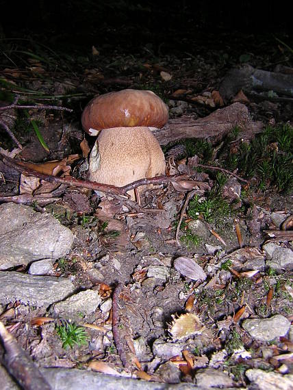 hríb dubový Boletus reticulatus Schaeff.