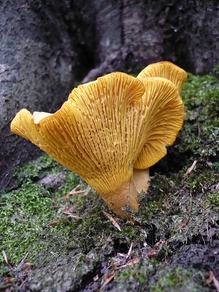 kuriatko jedlé  Cantharellus cibarius Fr.