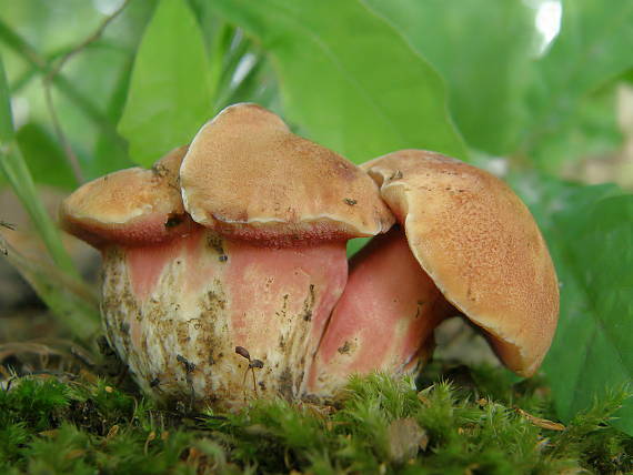 rubínovec obyčajný Chalciporus rubinus (W.G. Sm.) Singer