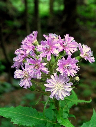 mliečivec alpínsky-mléčivec alpský  Cicerbita alpina (L.) Wallr.