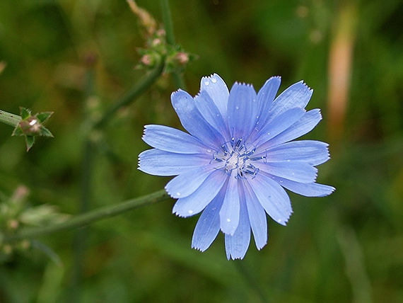 čakanka obyčajná Cichorium intybus L.