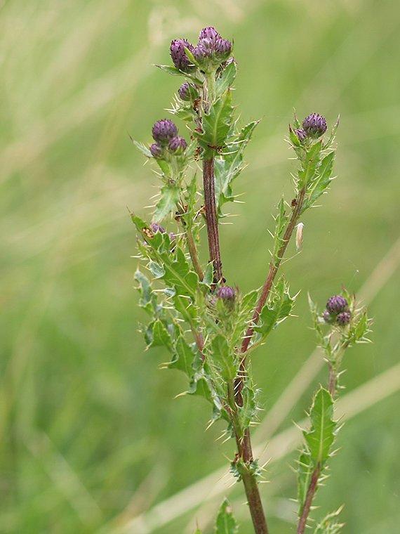 pichliač roľný Cirsium arvense (L.) Scop.