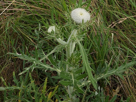 pichliač bielohlavý Cirsium eriophorum (L.) Scop.