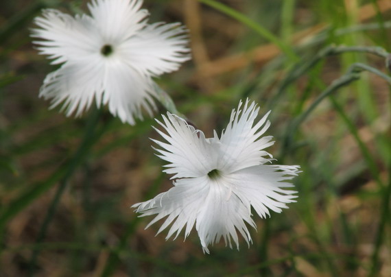 klinček včasný lumnitzerov Dianthus praecox subsp. lumnitzeri (Wiesb.) Kmeťová