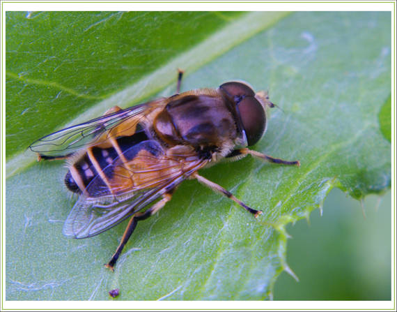 pestrica trubcová Eristalis tenax