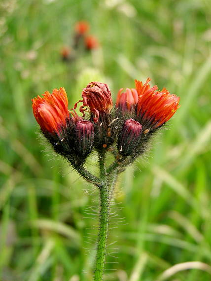 jastrabník pomarančový- jestřábník oranžový HIERACIUM AURANTIACUM L.