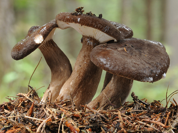 rýdzik čiernozamatový Lactarius lignyotus Fr.