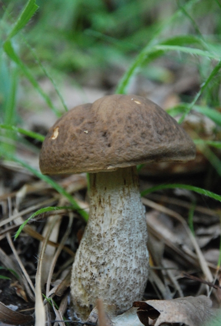 kozák hrabový Leccinum pseudoscabrum (Kallenb.) Šutara