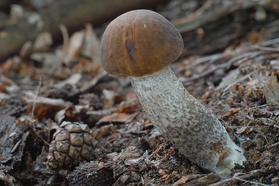 kozák hrabový Leccinum pseudoscabrum (Kallenb.) Šutara