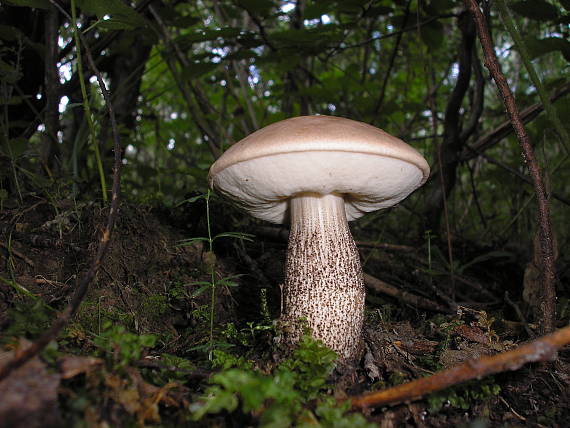 kozák hrabový Leccinum pseudoscabrum (Kallenb.) Šutara