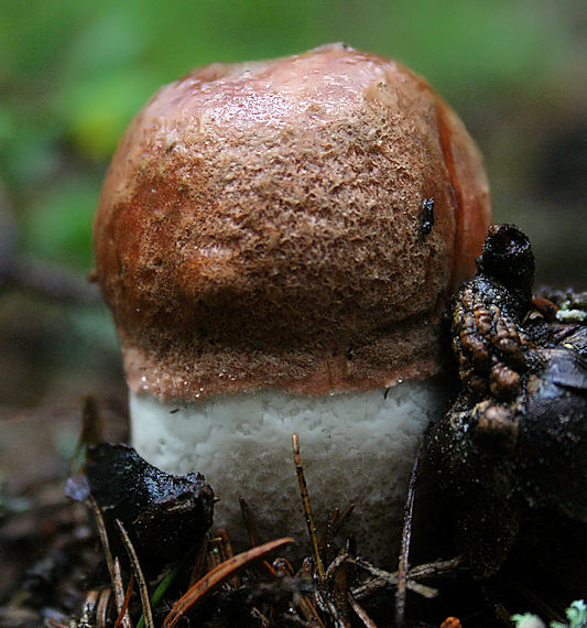 kozák sosnový Leccinum vulpinum Watling