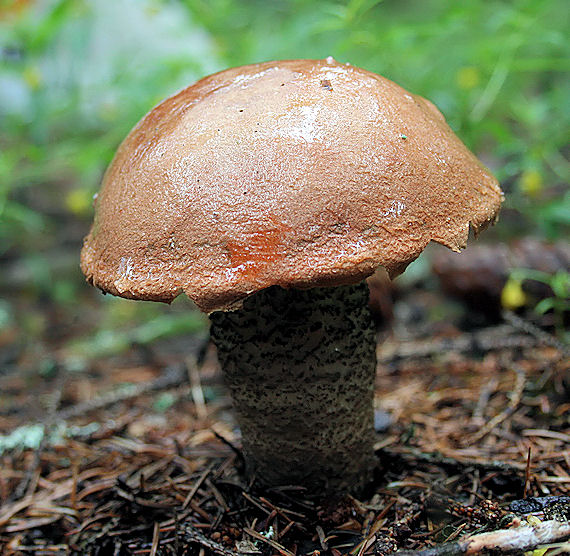 kozák sosnový Leccinum vulpinum Watling