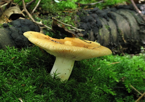 plávka smradľavá Russula foetens Pers.