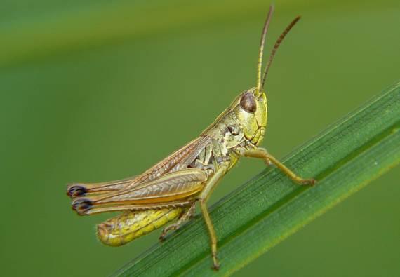 chorthippus parallelus