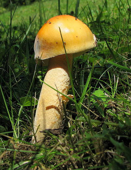 muchotrávka oranžová Amanita crocea (Quél.) Singer