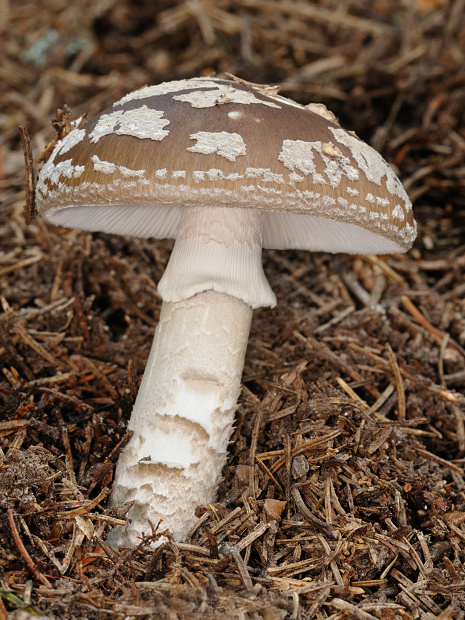 muchotrávka hrubá Amanita excelsa (Fr.) Bertill.