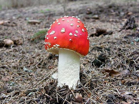 muchotrávka červená Amanita muscaria (L.) Lam.