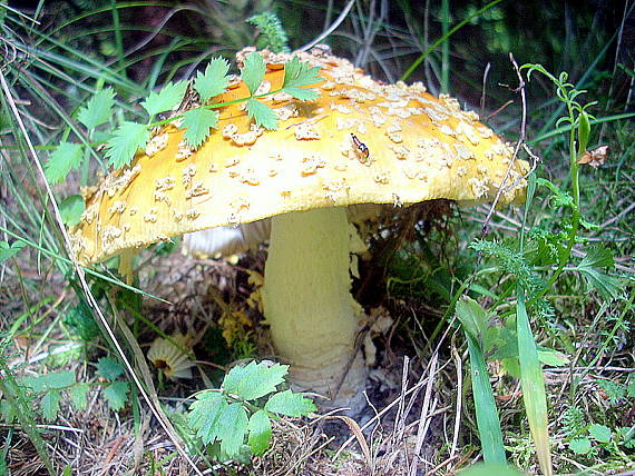 muchotrávka červenkastá Amanita rubescens Pers.