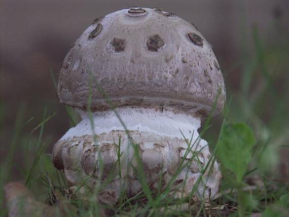 muchotrávka šiškovitá Amanita strobiliformis Gonn. & Rabenh.