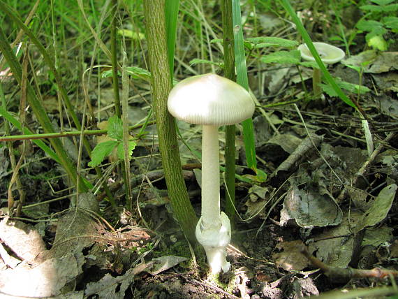 muchotrávka pošvatá Amanita vaginata (Bull.) Lam.