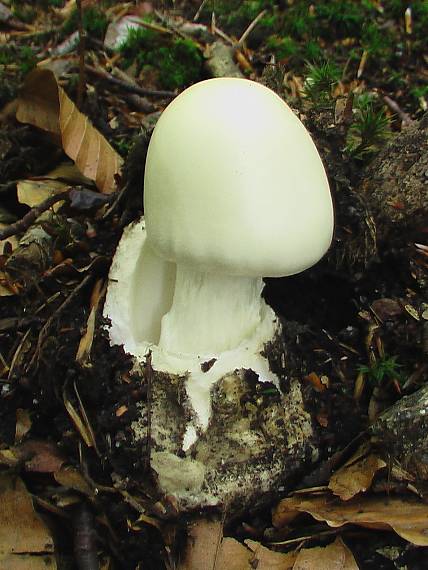 muchotrávka končistá Amanita virosa Bertill.