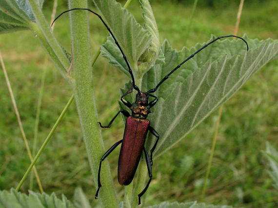 fuzáč pižmový Aromia moschata