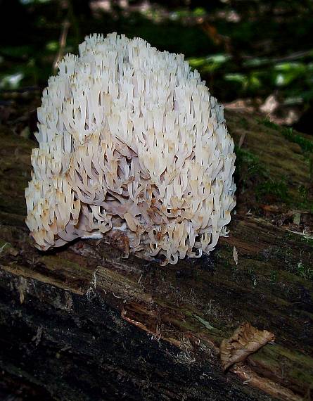 korunovec svietnikovitý Artomyces pyxidatus (Pers.) Jülich