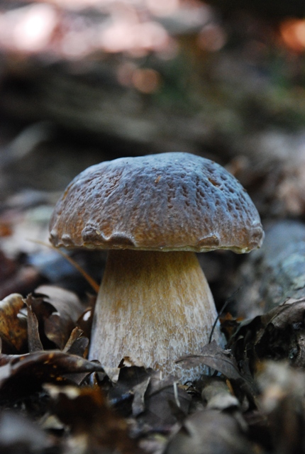 hríb smrekový Boletus edulis Bull.