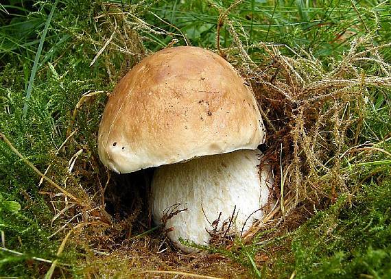 hríb smrekový Boletus edulis Bull.