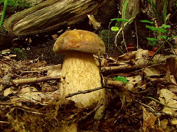 hríb dubový Boletus reticulatus Schaeff.