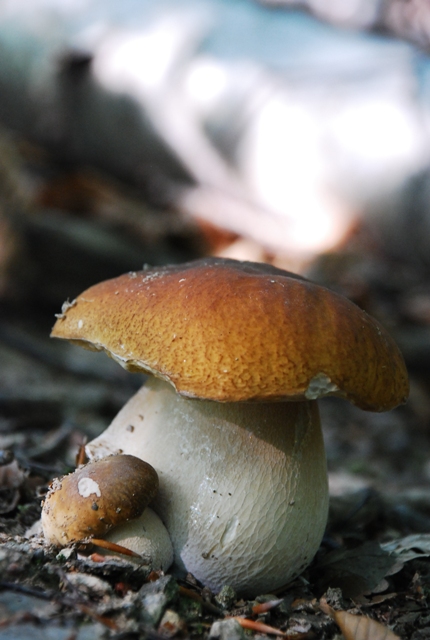 hríb dubový Boletus reticulatus Schaeff.