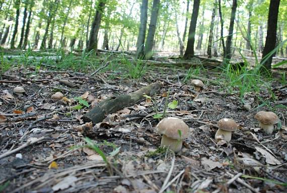 hriby dubove Boletus reticulatus Schaeff.