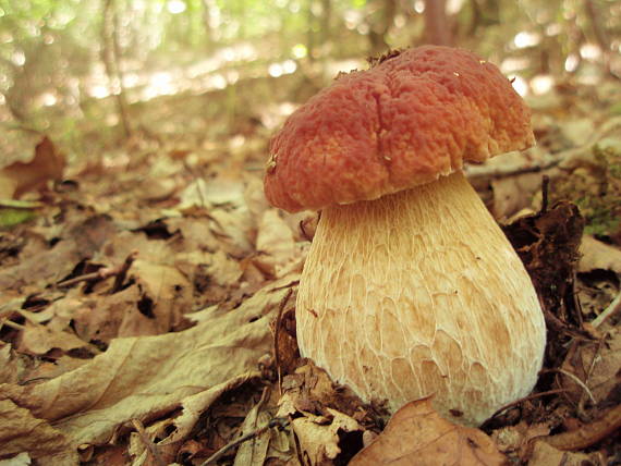 hríb dubový Boletus reticulatus Schaeff.