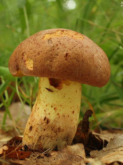 hríb príveskatý Butyriboletus appendiculatus (Schaeff. ex Fr.) Secr.