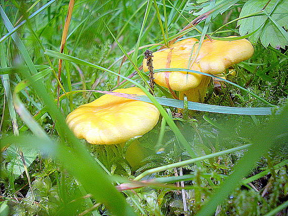 kuriatko jedlé Cantharellus cibarius Fr.