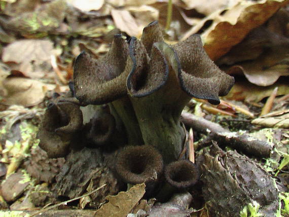 lievik trúbkovitý Craterellus cornucopioides (L.) Pers.