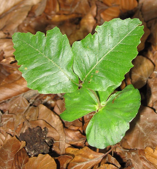 buk lesný - semenáčik Fagus sylvatica L.