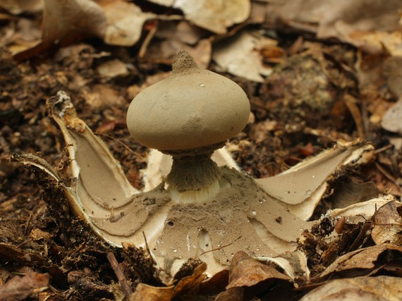 hviezdovka dlhokrčková Geastrum pectinatum Pers.