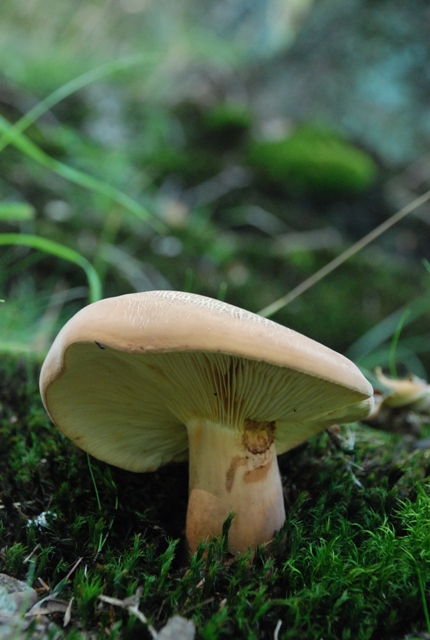 rýdzik Lactarius sp.